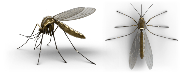 perfil do mosquito