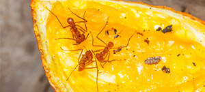 O que comem as formigas 